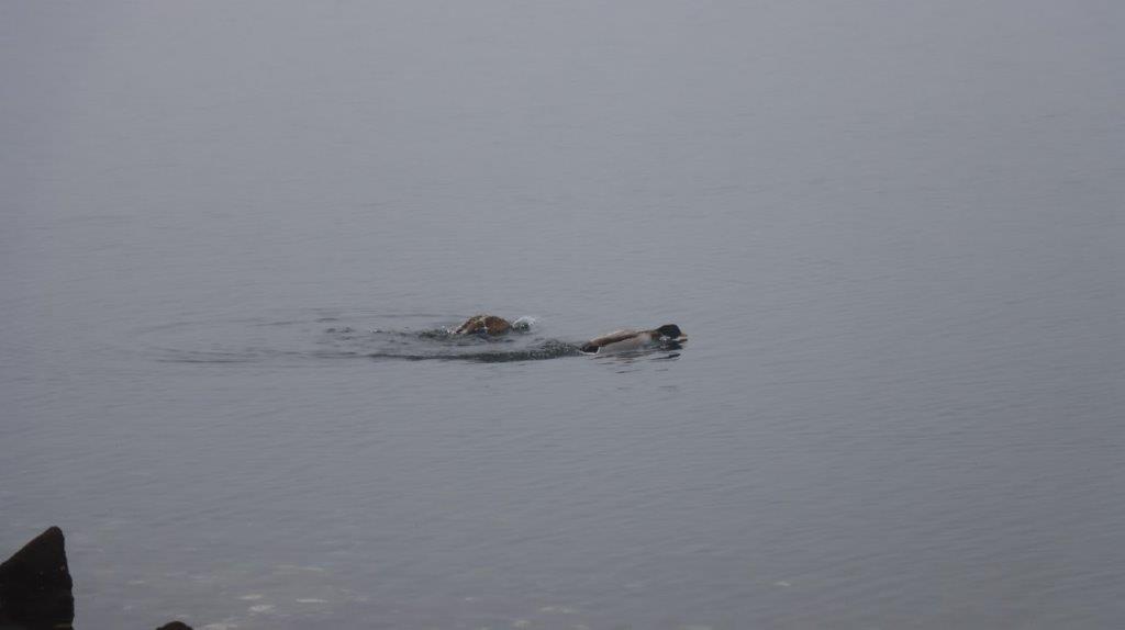 A dog swimming in the water

Description automatically generated