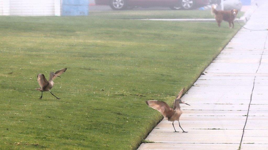 Birds on a sidewalk next to a lawn

Description automatically generated