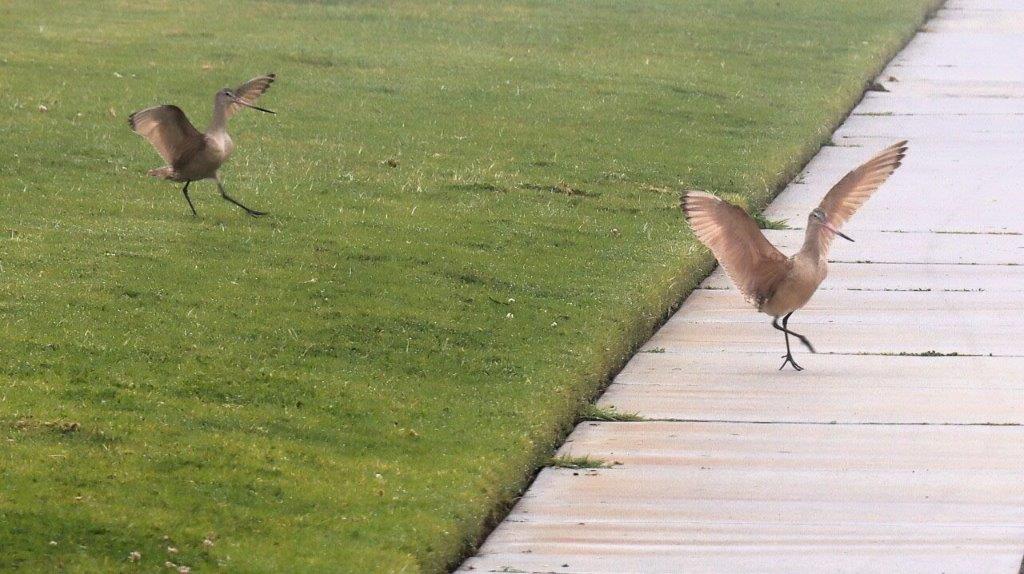 A couple of birds on a sidewalk

Description automatically generated