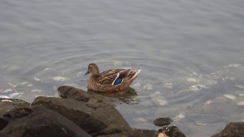 A duck swimming in the water

Description automatically generated