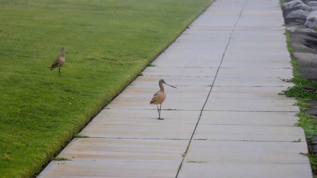 A bird standing on a sidewalk

Description automatically generated