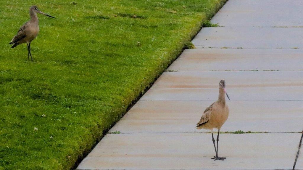 A bird standing on a sidewalk

Description automatically generated