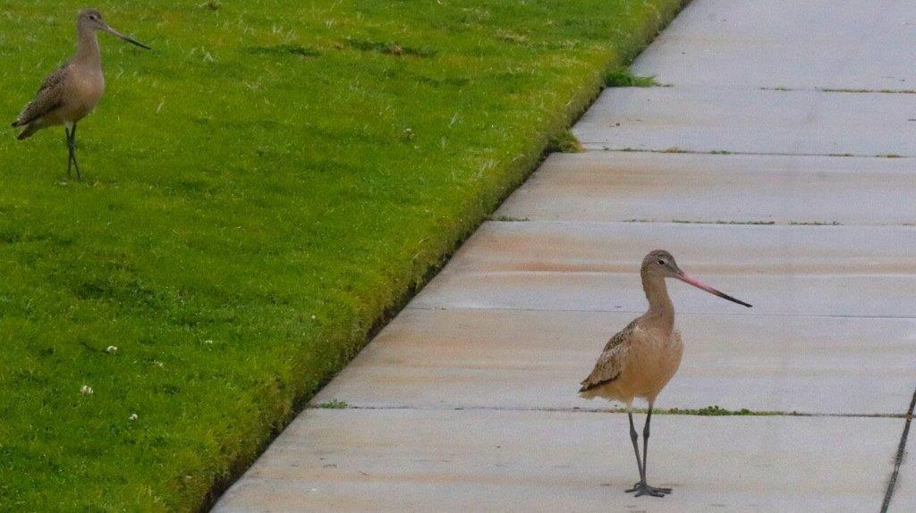 A bird standing on a sidewalk

Description automatically generated