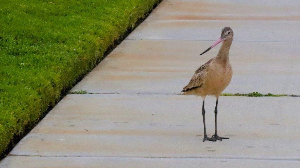 A bird standing on a sidewalk

Description automatically generated