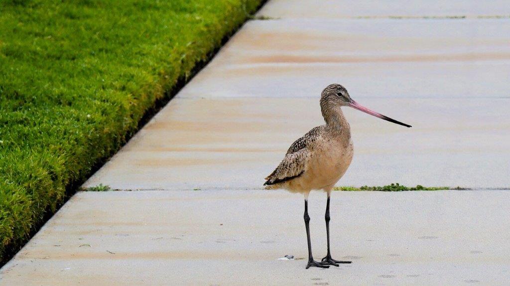 A bird standing on a sidewalk

Description automatically generated