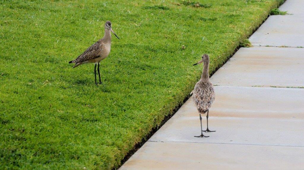 Birds standing on the grass

Description automatically generated