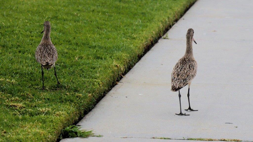 Birds walking on a sidewalk next to grass

Description automatically generated