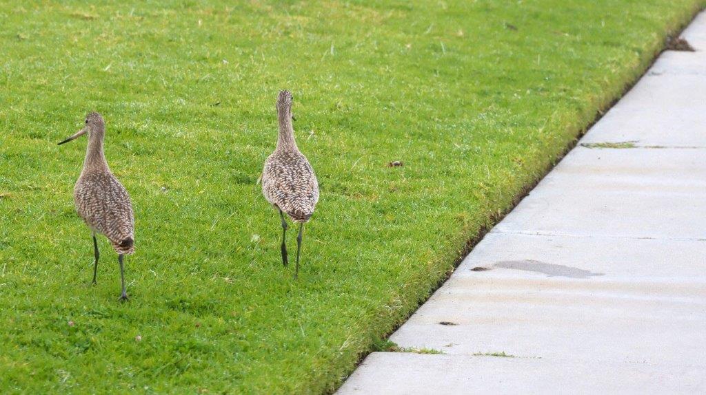 A bird walking on the grass

Description automatically generated