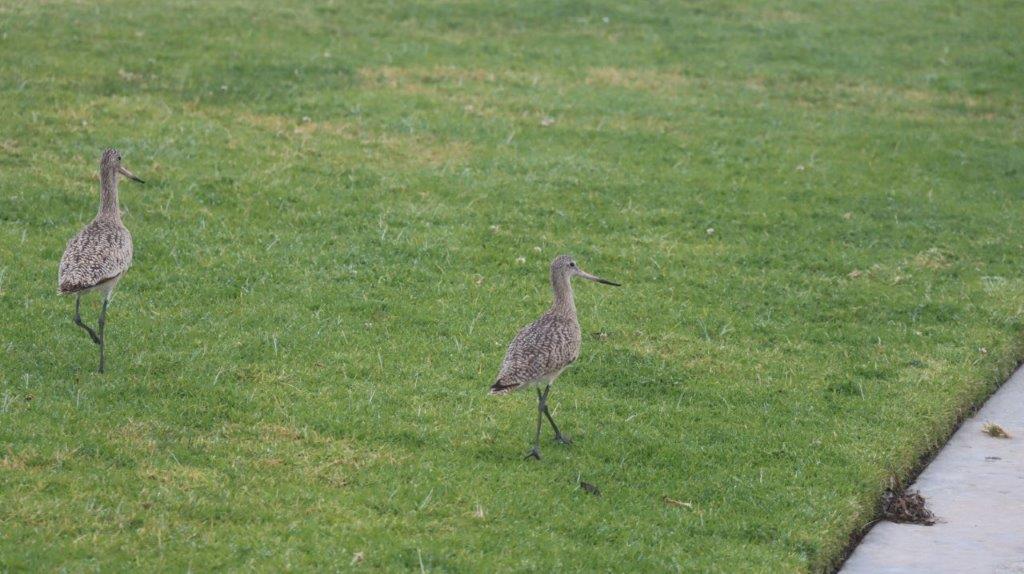 A bird walking on grass

Description automatically generated