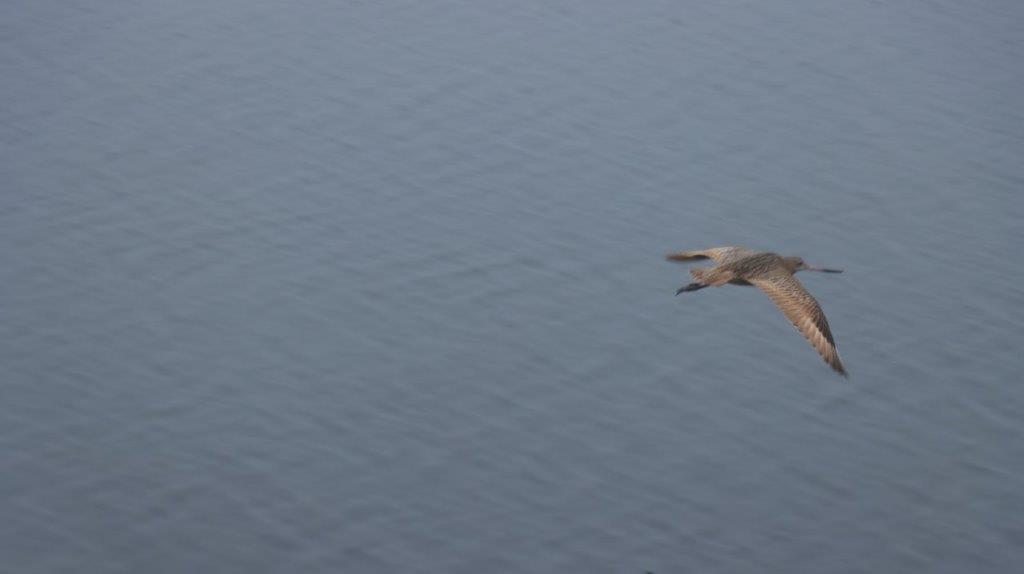 A bird flying over water

Description automatically generated