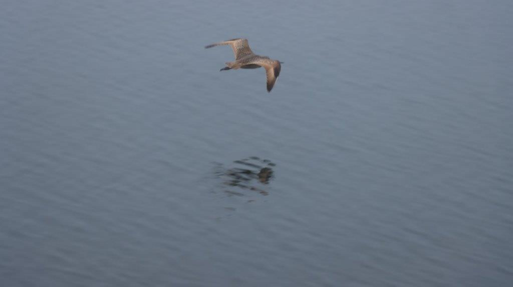 A bird flying over water

Description automatically generated