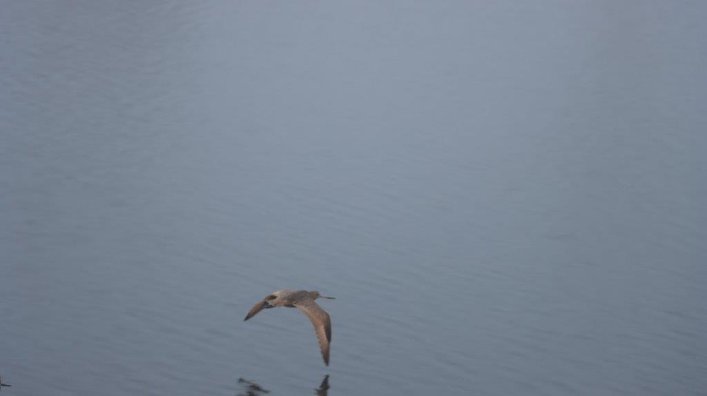 A bird flying over water

Description automatically generated