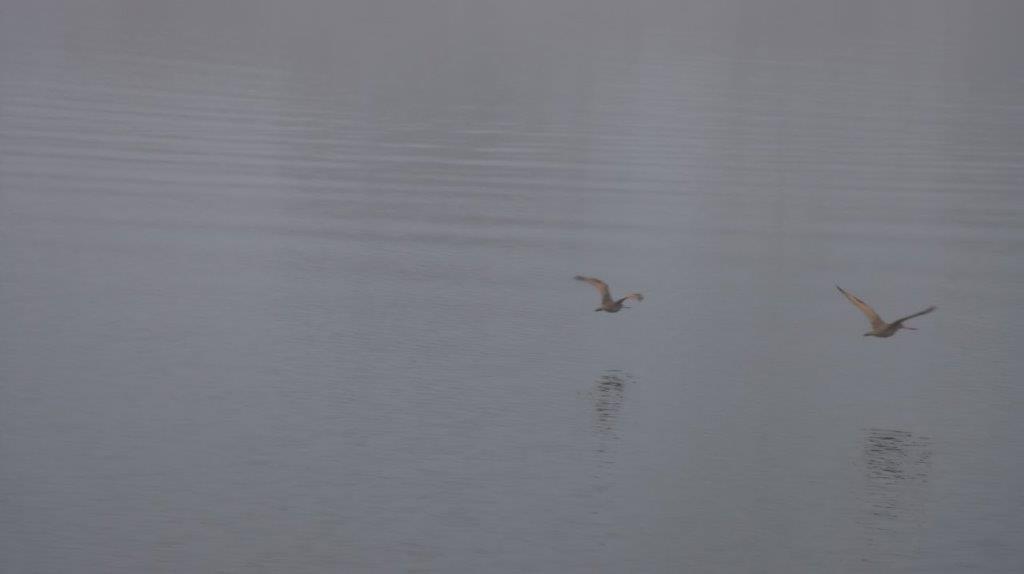 A bird flying over water

Description automatically generated