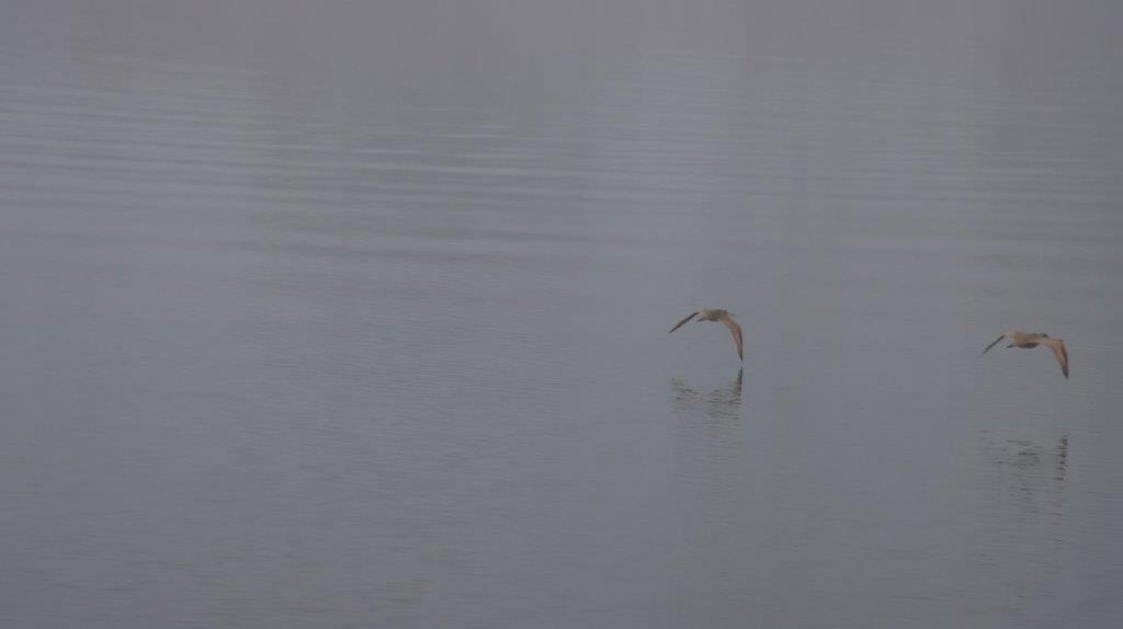 A bird flying in the water

Description automatically generated