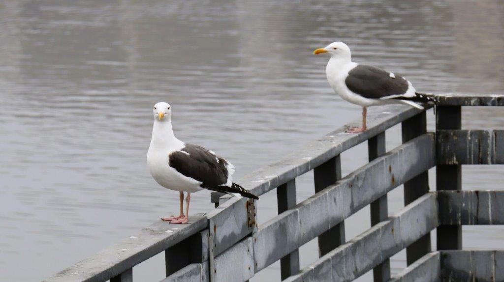 A couple of seagulls on a railing

Description automatically generated