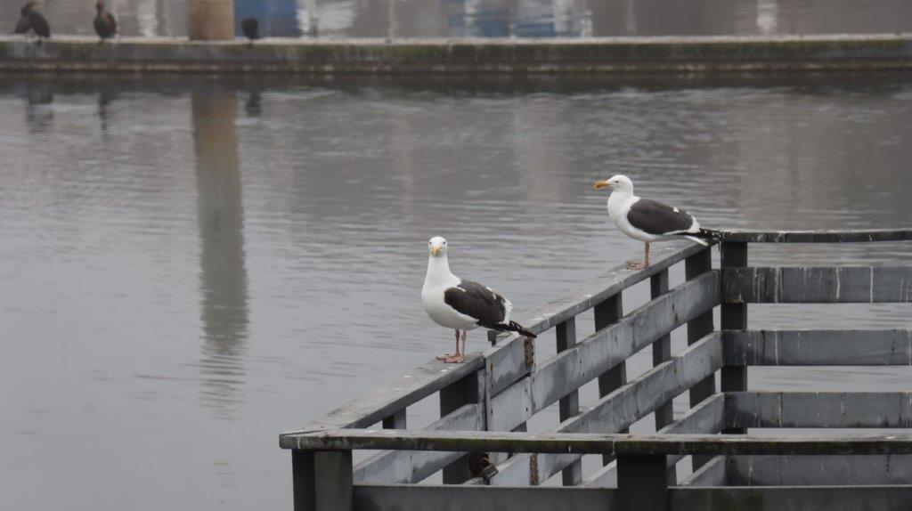 A couple of seagulls on a railing

Description automatically generated