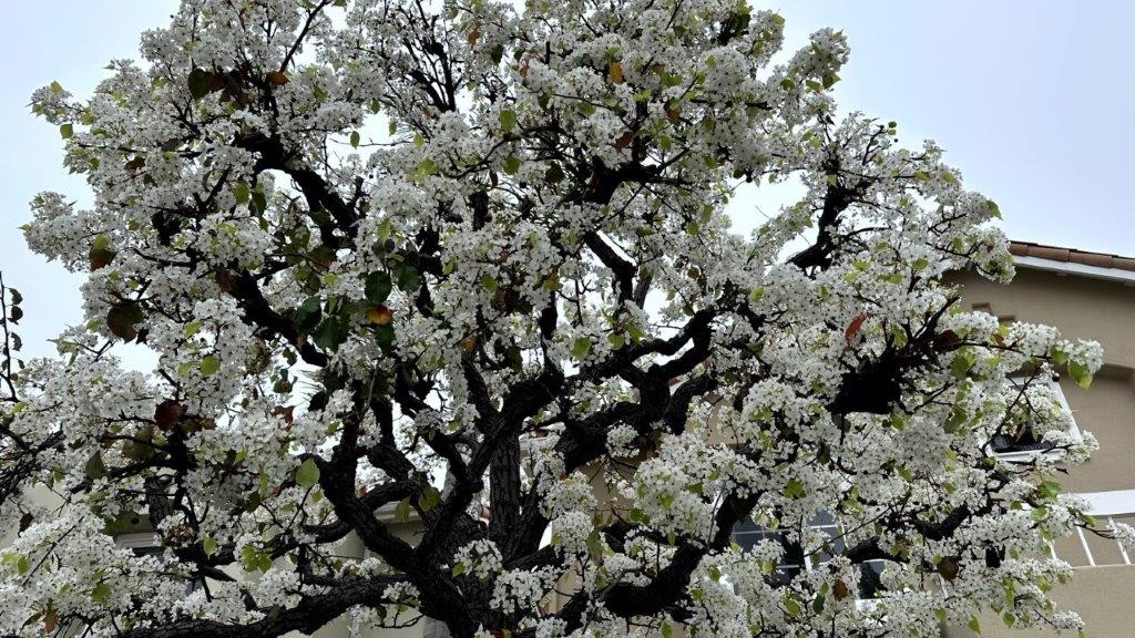 A tree with white flowers

Description automatically generated