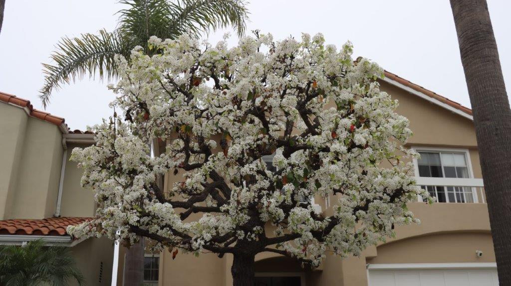 A tree with white flowers

Description automatically generated