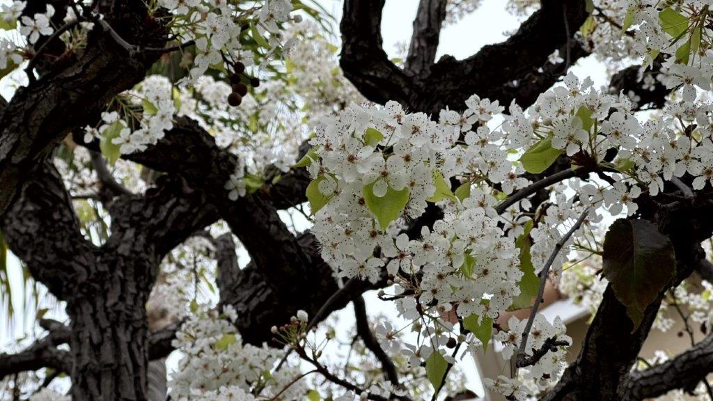 A close-up of a tree with white flowers

Description automatically generated