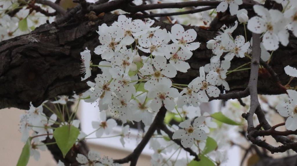 A close-up of a tree branch with white flowers

Description automatically generated