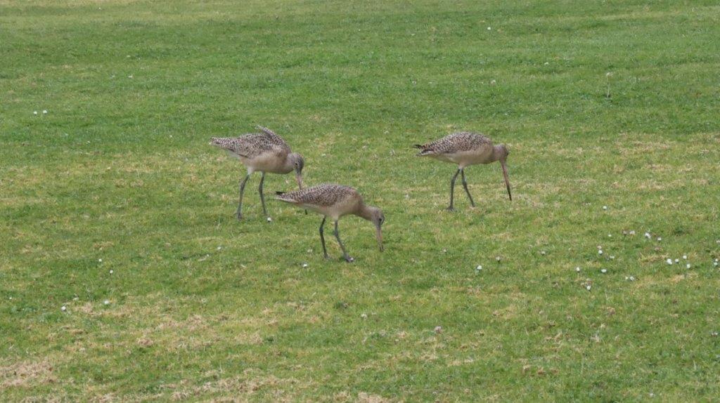 Birds on the grass

Description automatically generated