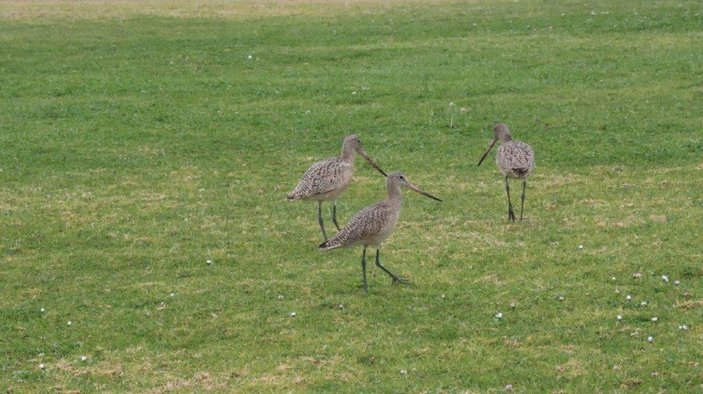 A group of birds walking on grass

Description automatically generated