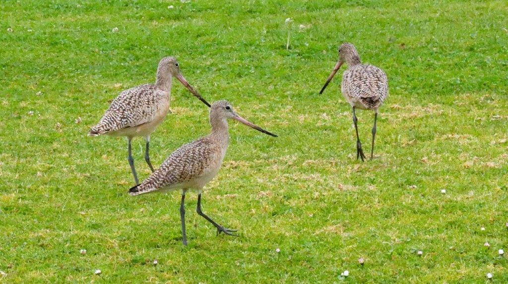 A group of birds standing on grass

Description automatically generated