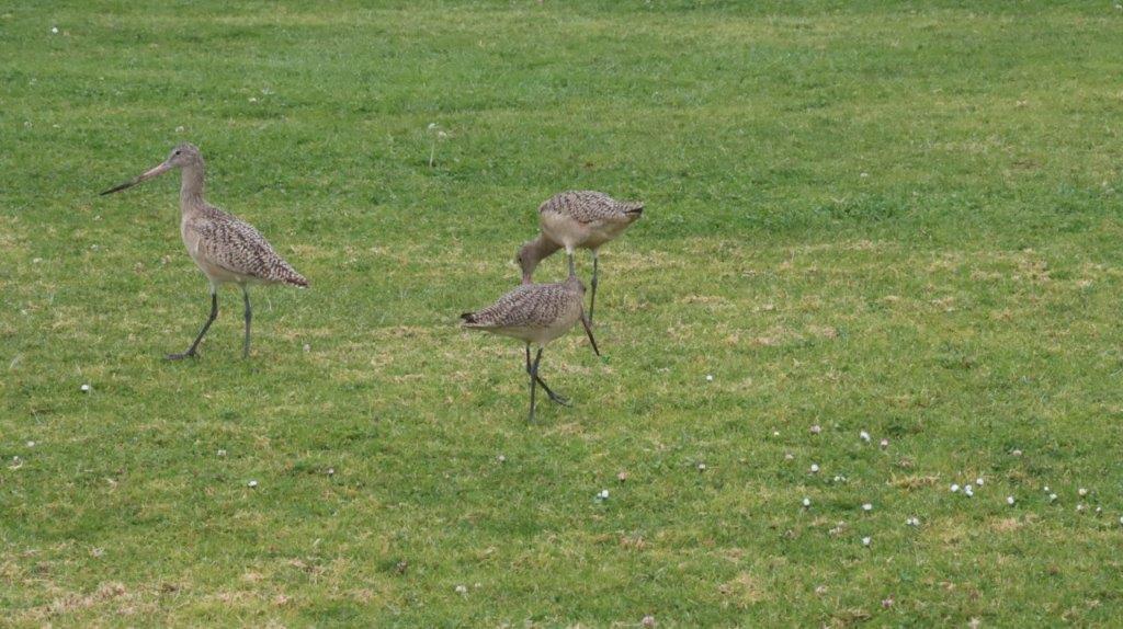 Birds standing on the grass

Description automatically generated