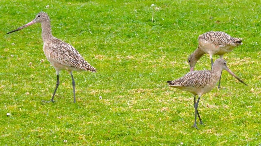 A group of birds standing on grass

Description automatically generated