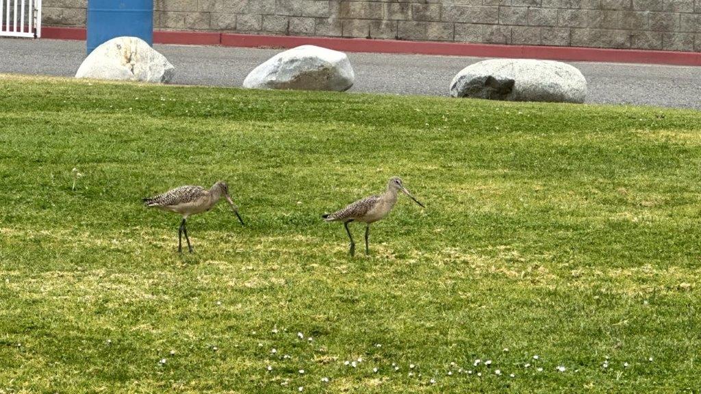 Birds on the grass

Description automatically generated