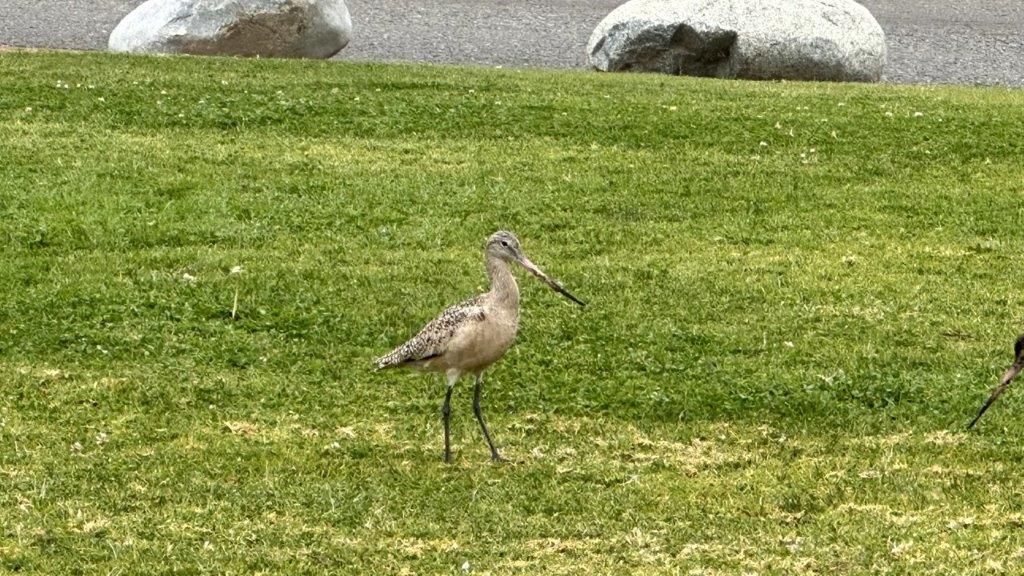 A bird standing on grass

Description automatically generated