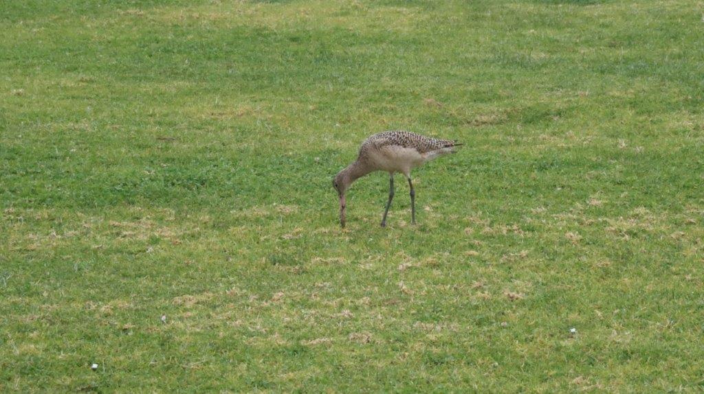 A bird on the grass

Description automatically generated