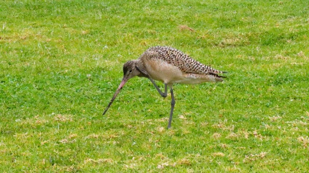 A bird standing on grass

Description automatically generated