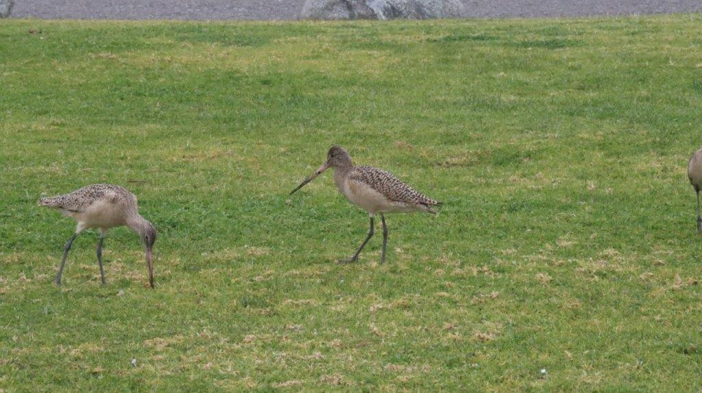 A couple of birds on a grassy field

Description automatically generated