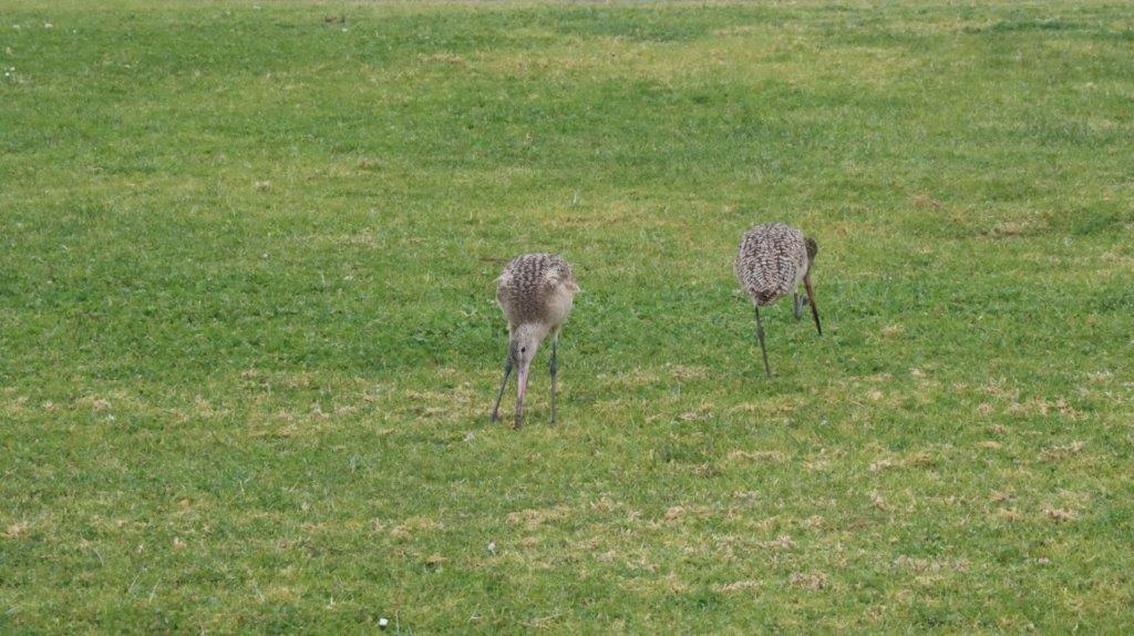 Birds in a field of grass

Description automatically generated