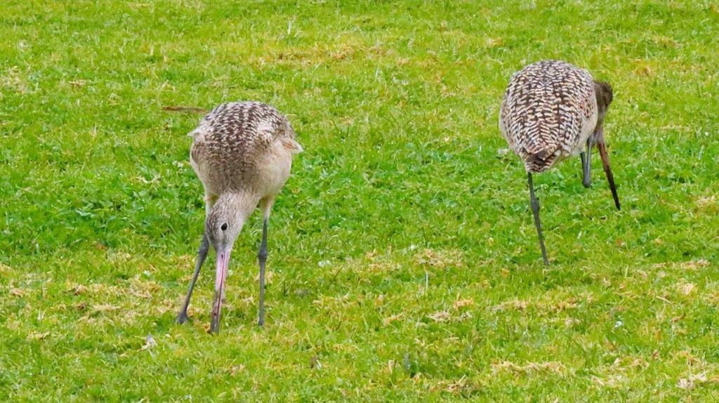 Birds standing in the grass

Description automatically generated