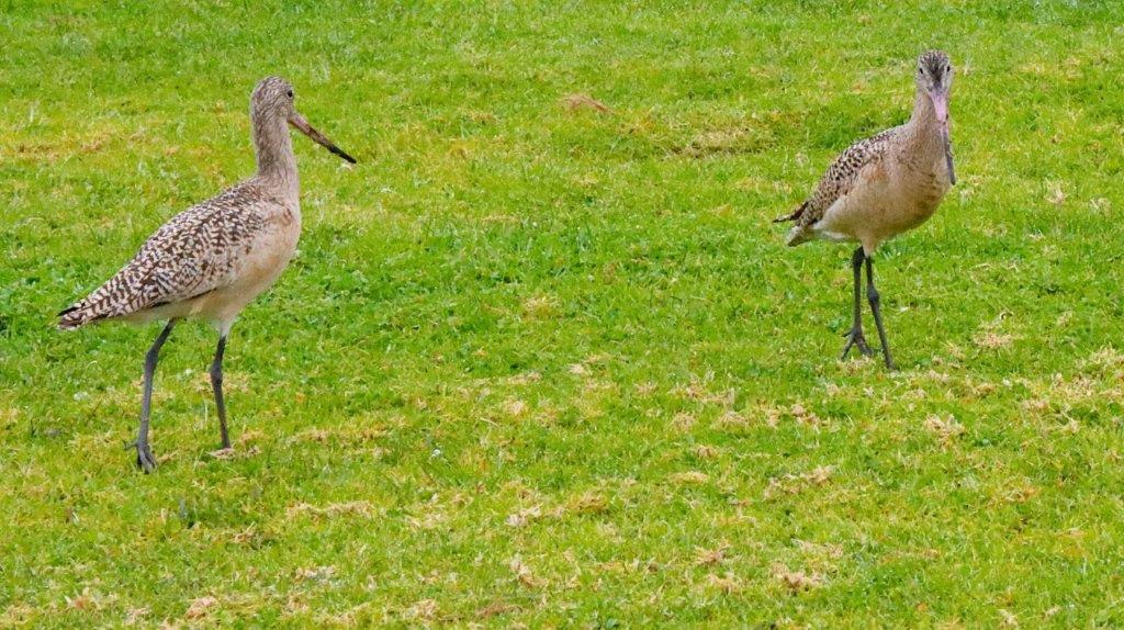 A couple of birds on grass

Description automatically generated