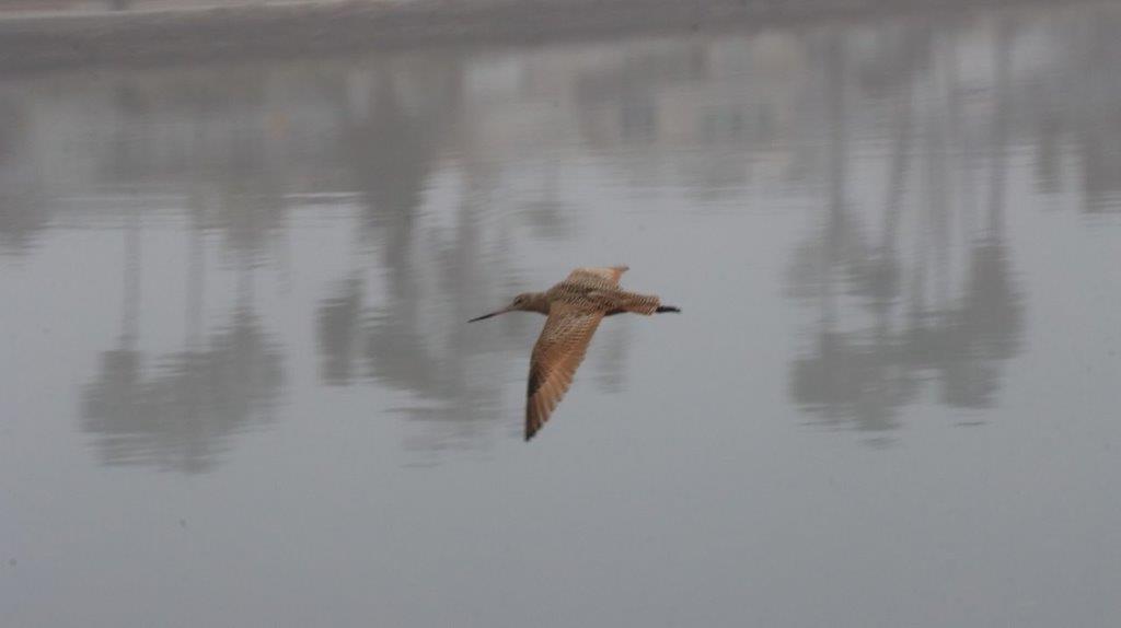 A bird flying over water

Description automatically generated