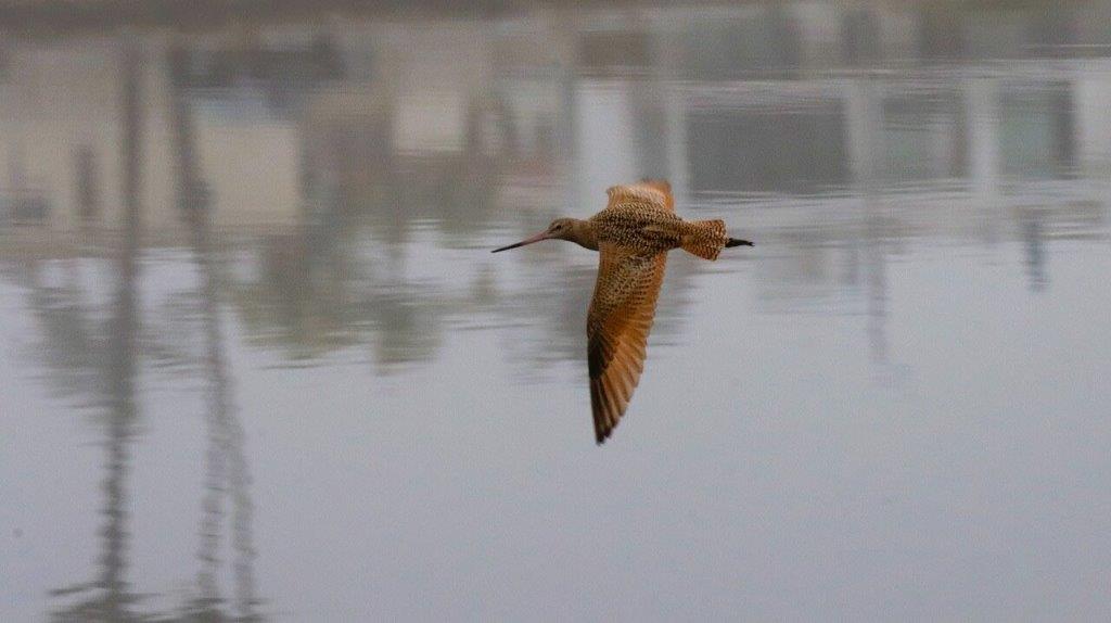 A bird flying over water

Description automatically generated