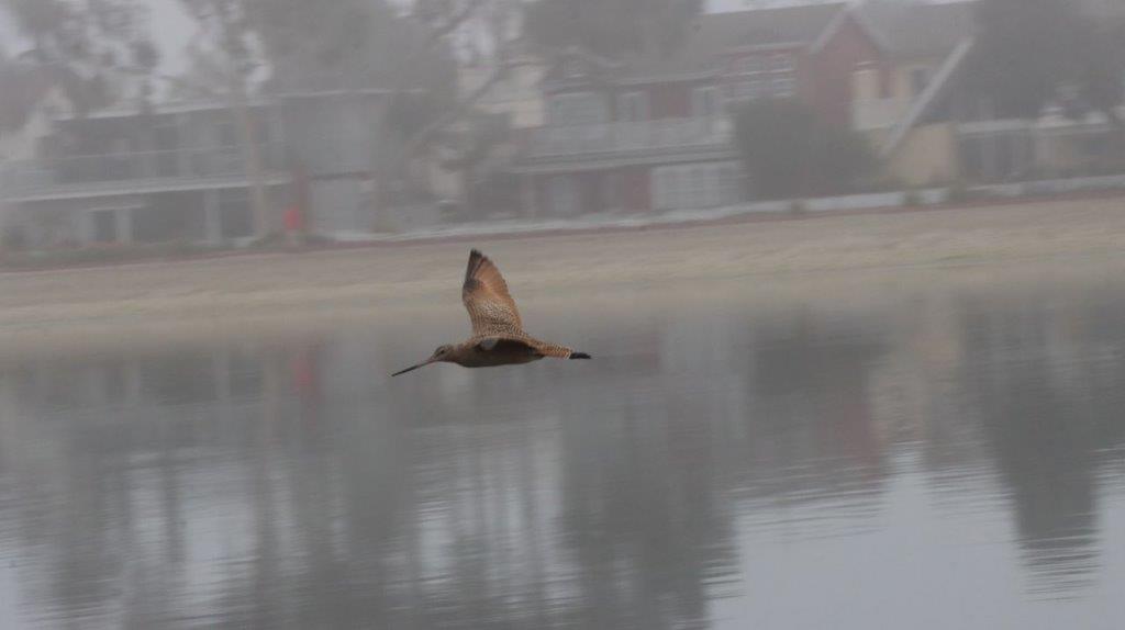 A bird flying over water

Description automatically generated