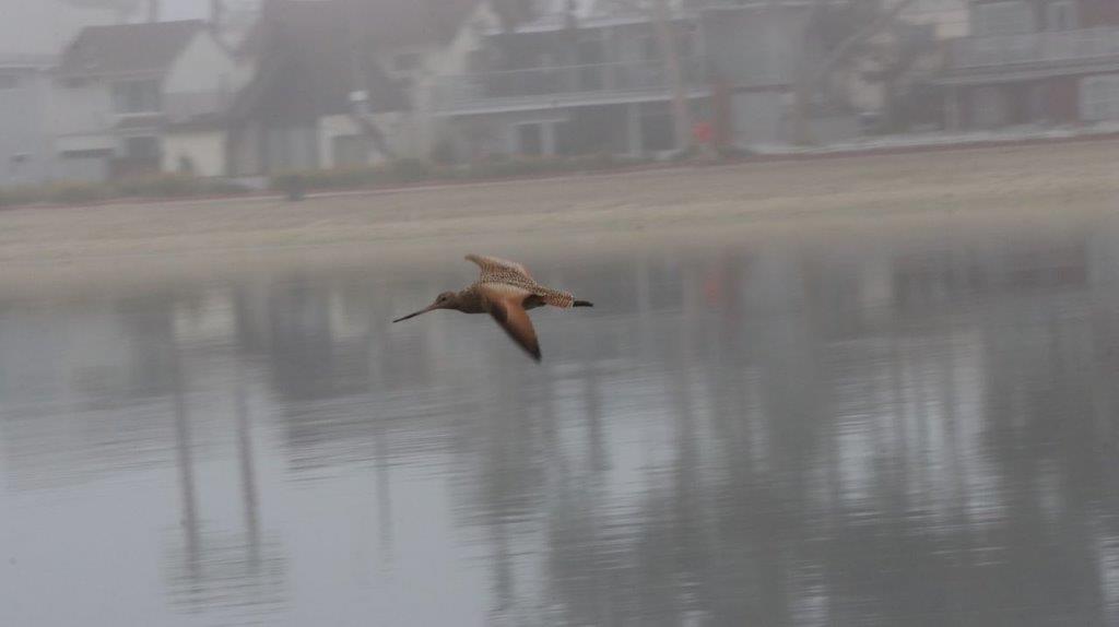 A bird flying over water

Description automatically generated