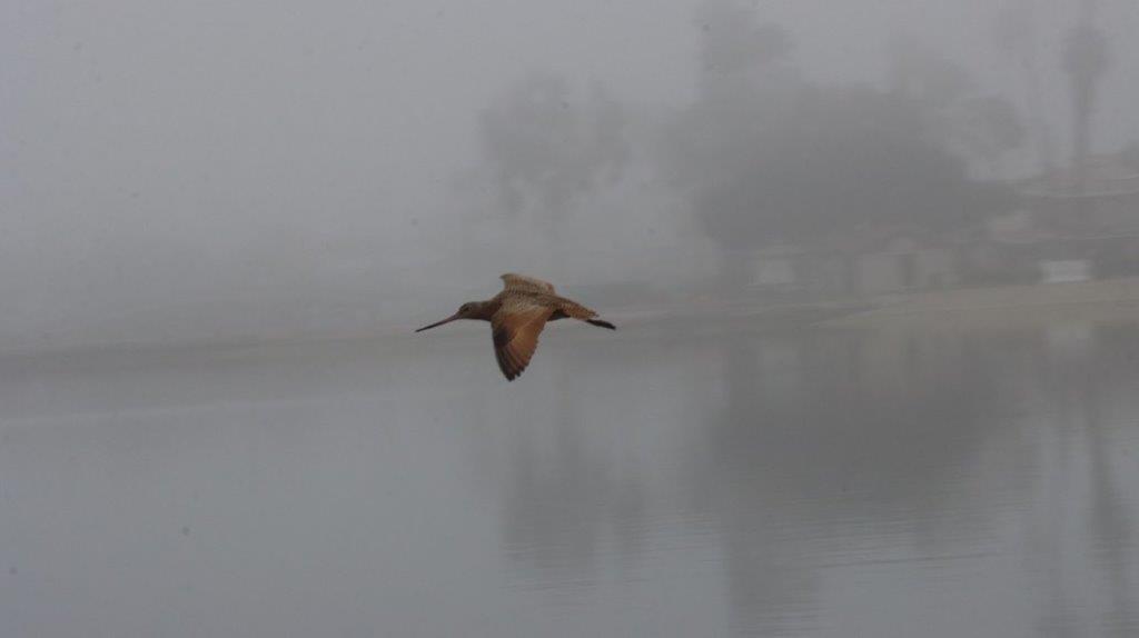 A bird flying over water

Description automatically generated