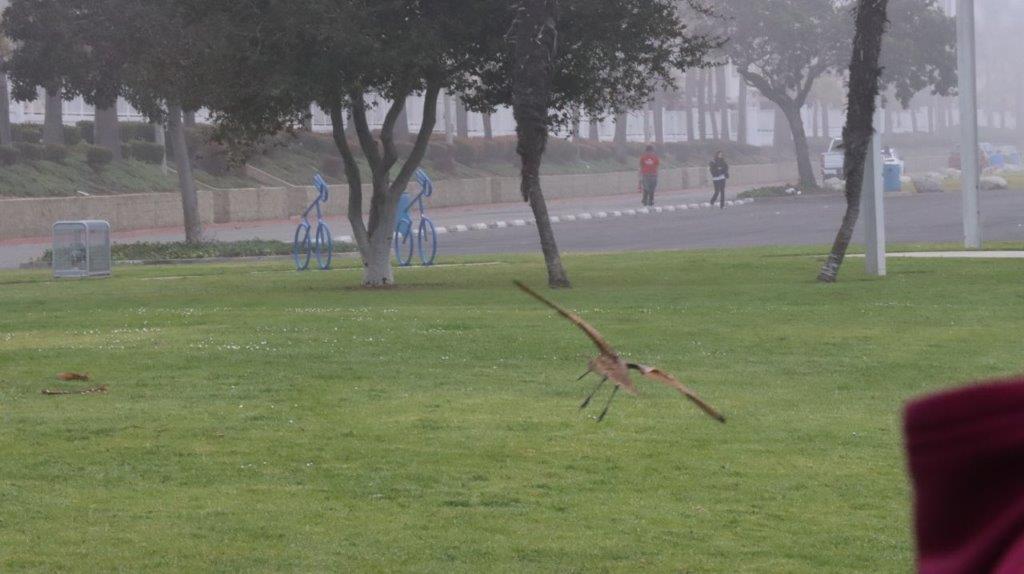 A bird flying over a grassy field

Description automatically generated