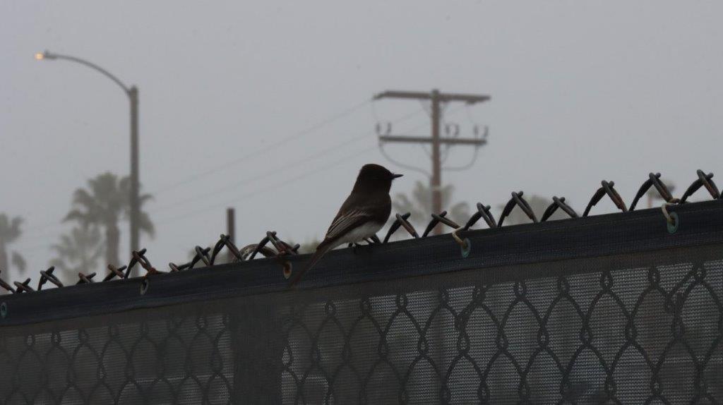 A bird sitting on a fence

Description automatically generated