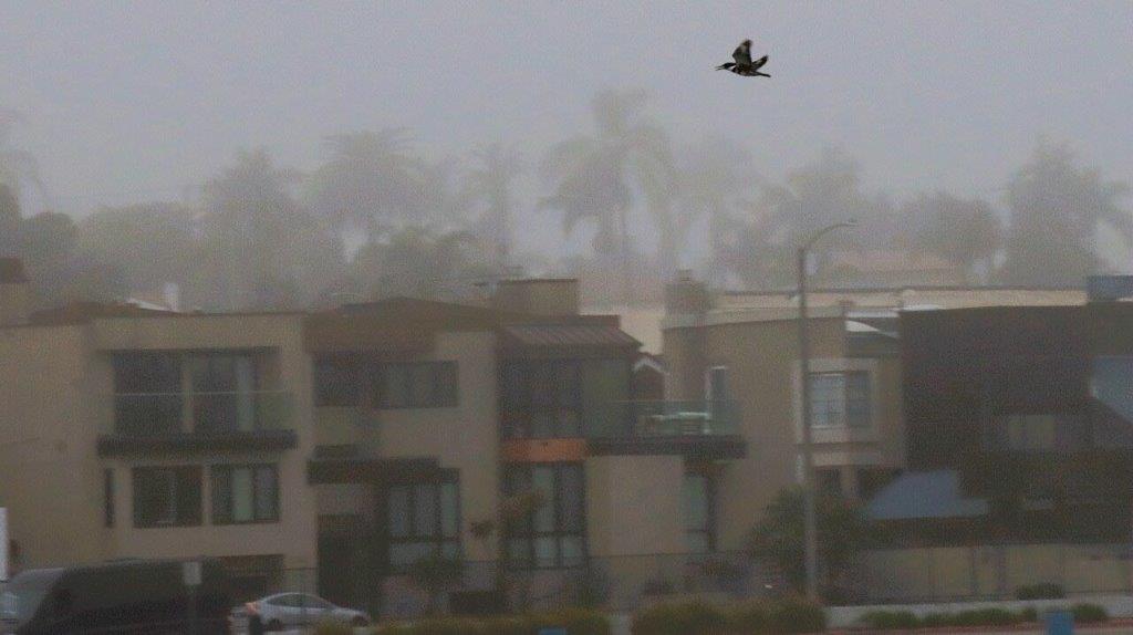 A bird flying over a building

Description automatically generated