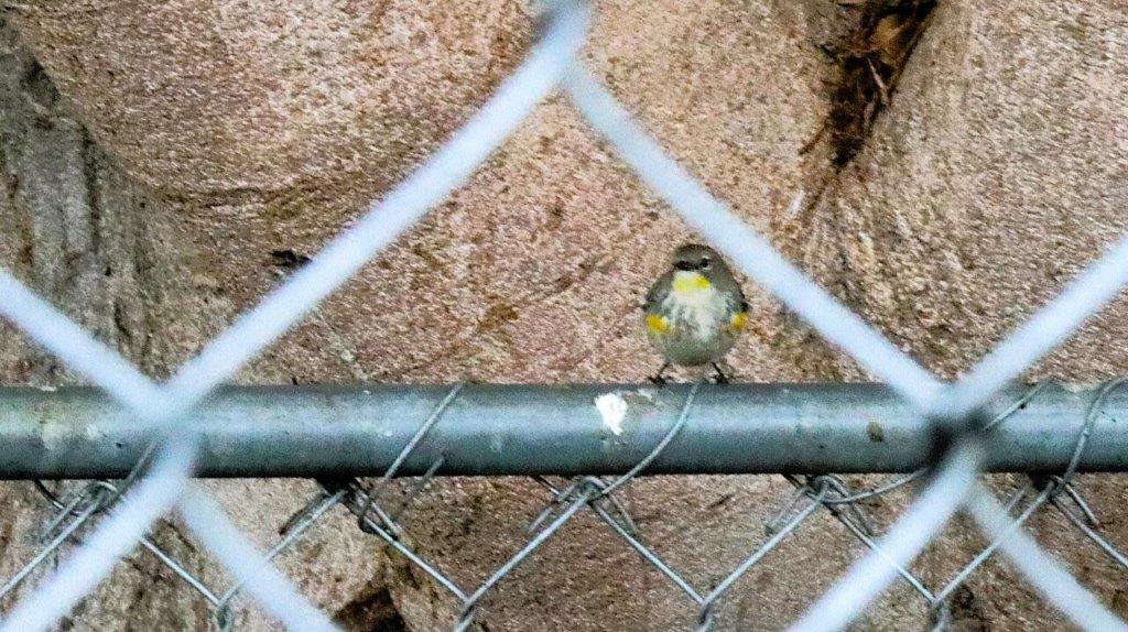 A bird sitting on a metal fence

Description automatically generated