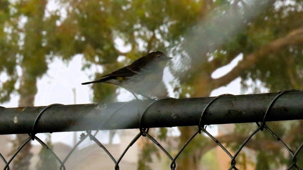 A bird perched on a fence

Description automatically generated