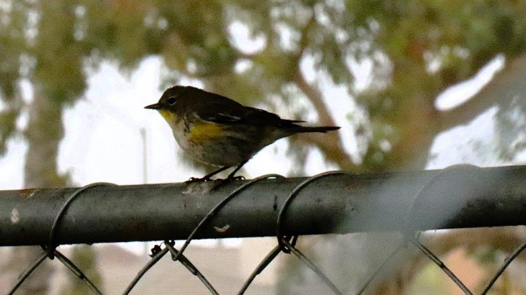 A bird perched on a fence

Description automatically generated