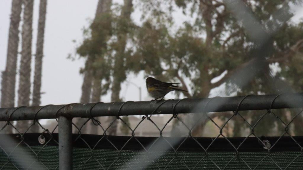 A bird perched on a fence

Description automatically generated