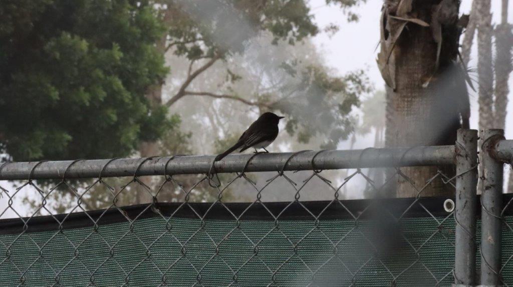 A bird sitting on a fence

Description automatically generated